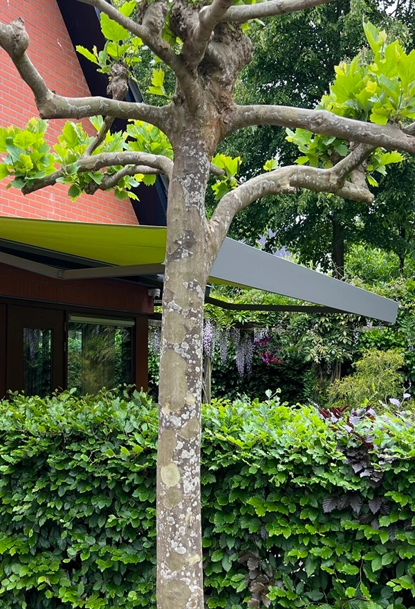 Knikarmscherm met groene doek boven tuin